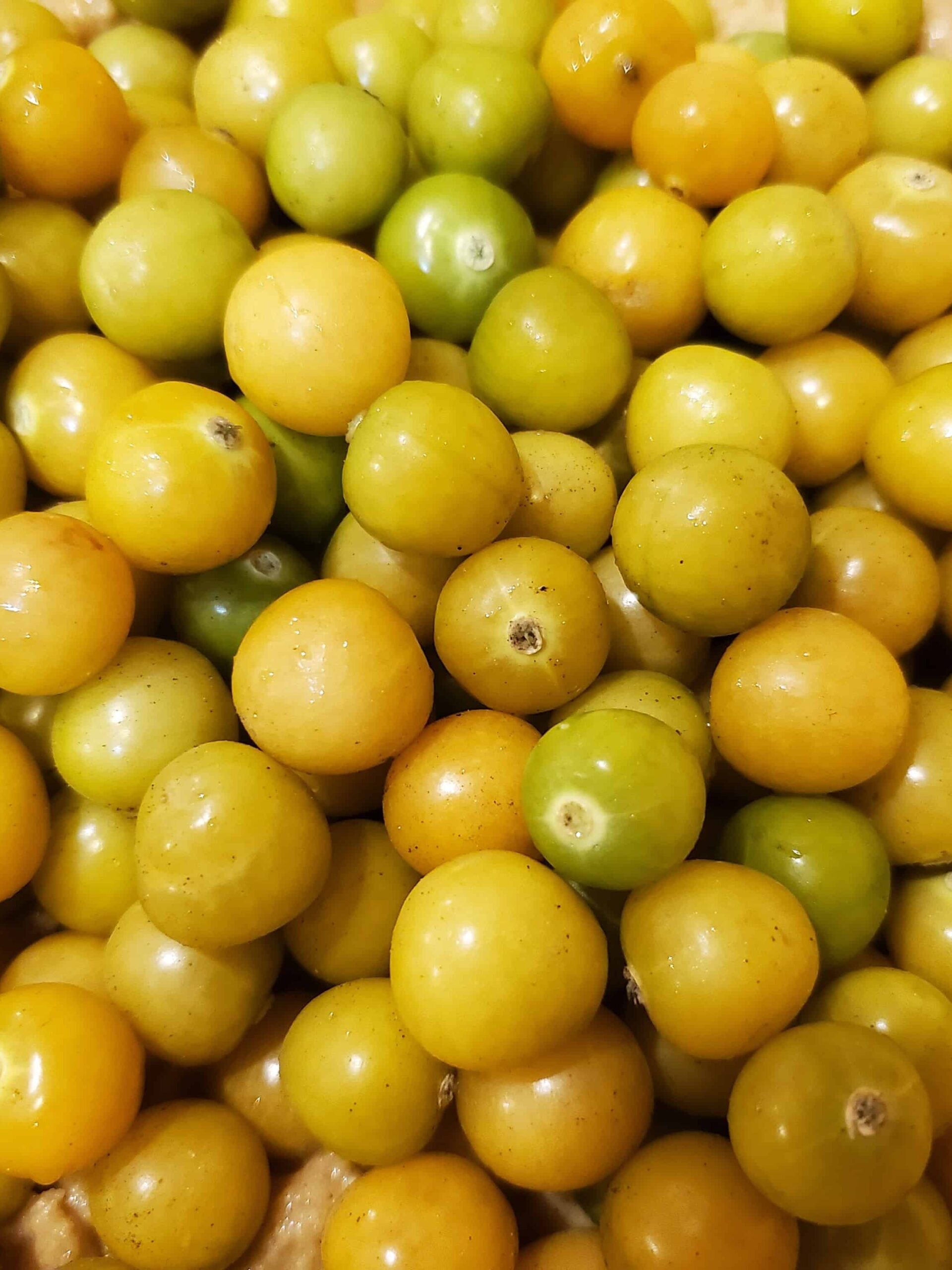 Ripe ground cherries